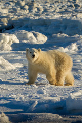 Polar Bear cub taken in Manatoba Canada