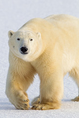 Fototapeta na wymiar Polar Bear taken north of Churchhill Manatoba, Canada