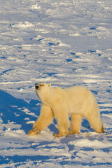 Obraz na płótnie Canvas Polar Bear taken north of Churchhill Manatoba, Canada