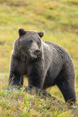 Obraz na płótnie Canvas Grizzly Bear taken in Denali NP Alaska