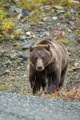 Obraz na płótnie Canvas Grizzly Bear taken in Denali NP Alaska