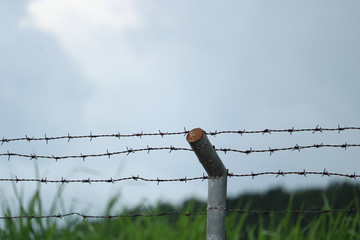 barbed wire fence