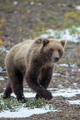 Grizzly Bear taken in Denali NP Alaska