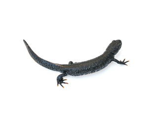 Crawling newt black isolated on a white background. The view from the top.