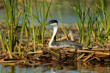 Western Grebe on nest taken in central MN in the wild