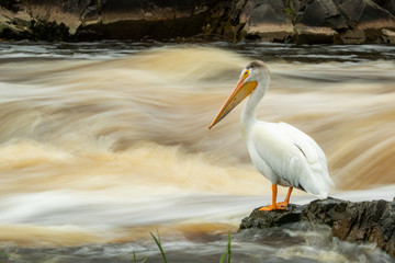 American White Pelican at rivers edge taken in nothern MN