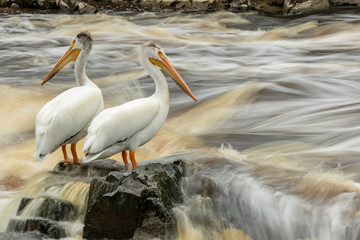 American White Pelican at rivers edge taken in nothern MN