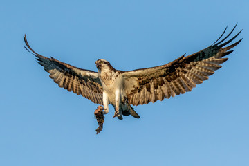 Osprey with fish in flight taken in central MN in the wild
