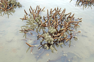 Field of staghorn coral reef. Fringing reef growing along the island of Phuket Thailand. Selective focus, close up.