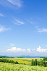 北海道　美瑛　青空と穀倉地帯