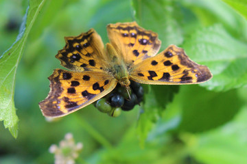 ランタナの実にとまるキタテハ