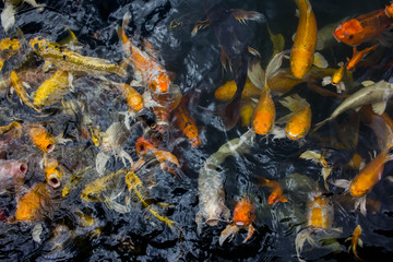Fancy carp flocks waiting to eat in the pond