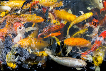 Obraz na płótnie Canvas Fancy carp flocks waiting to eat in the pond