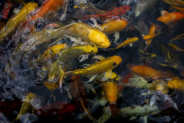 Obraz na płótnie Canvas Fancy carp flocks waiting to eat in the pond