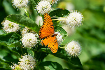 Beautiful orange butterfly with wings spread