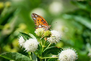 Profile of beautiful orange butterfly pollinating flower