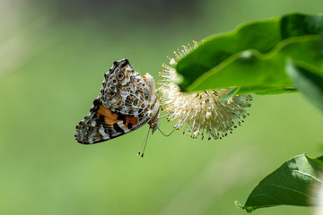 Profile of upside down orange Gulf Fritillary Butterfly