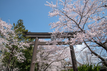 富士御室浅間神社_桜