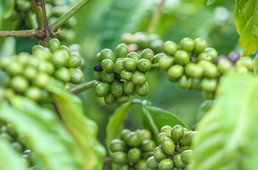 Fresh green and red coffee beans on the branches of the coffee tree in farm and plantation