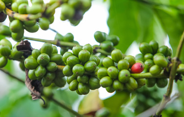 Fresh green and red coffee beans on the branches of the coffee tree in farm and plantation