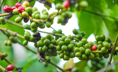 Fresh green and red coffee beans on the branches of the coffee tree in farm and plantation