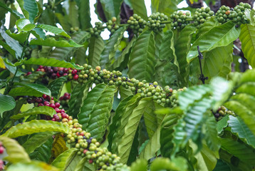 Fresh green and red coffee beans on the branches of the coffee tree in farm and plantation