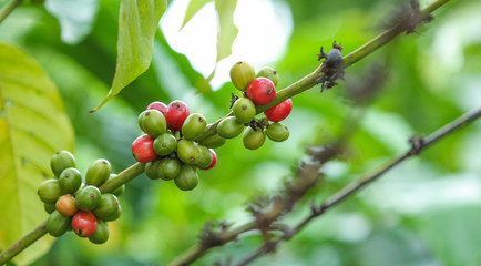 Fresh green and red coffee beans on the branches of the coffee tree in farm and plantation