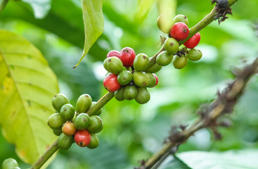 Fresh green and red coffee beans on the branches of the coffee tree in farm and plantation