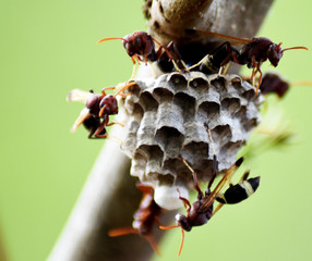 -	Wasp at a wasp nest. Wasp nest. Wasp nest with wasps sitting on it. Wasps polist. The nest of a family of wasps which is taken a close-up