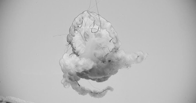 Black and white footage of a Pacific Sea Nettle Jellyfish