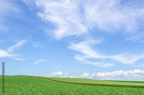 北海道 美瑛 青空と穀倉地帯 Wall Mural Wallpaper Murals Rujin