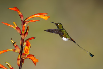Male Booted Rackettail feeding at a Heliconia flower - Tandayapa, Ecuador