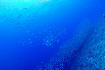 パラオ_ペリリュー_スキューバダイビング