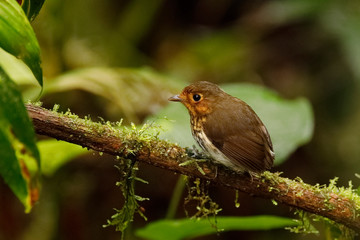 Fototapeta premium Ochre-breasted Antpitta (Grallaricula flavirostris) - Ecuador