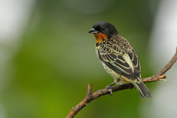 Rufous-throated Tanager (Tangara rufigula) - Ecuador