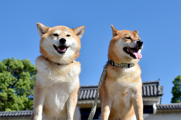 柴犬・青空・多頭