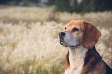 Portrait of a beagle sit on grassy field 