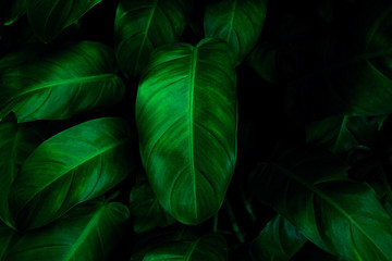 Fresh and green leaves,Natural backgrounds.
