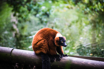 Red Lemur  © Kaleb