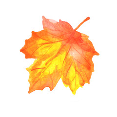 Watercolor autumn maple leaf isolated on a white background