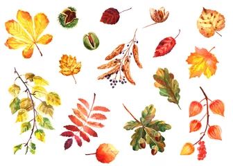Aquarellherbstsatz Blätter und Nüsse lokalisiert auf einem weißen Hintergrund © Елизавета Порошина