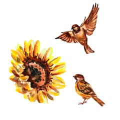 Watercolor composition with sunflower and birds isolated on a white background