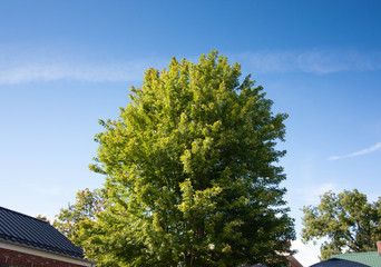 Obraz premium large tree near building and blue sky