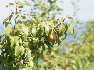 (Pyrus communis L.) Hübsche Birne, die gereift wird mit glänzend dunkelgrün blätter