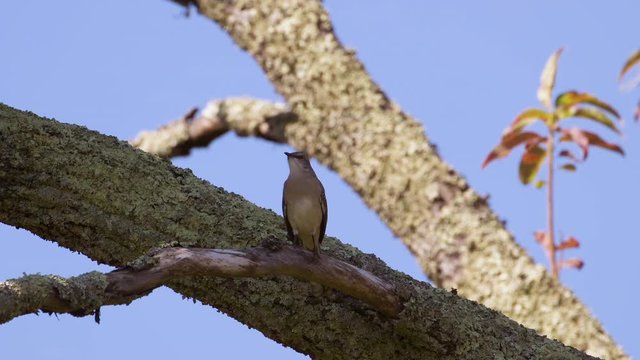 Northern mockingbird on a large branch. 25 sec/60 fps. Original speed. Clip 4