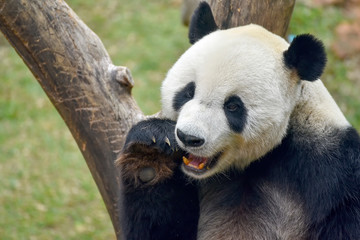 Giant panda