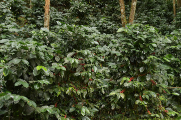 Coffee beans ripening on a tree