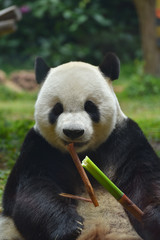 Obraz premium Cute little panda