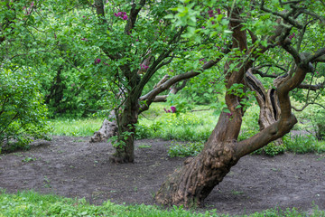 Trees with curved trunks, spring, forest.