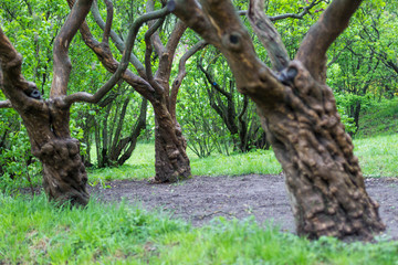 Trees with curved trunks, spring, forest.